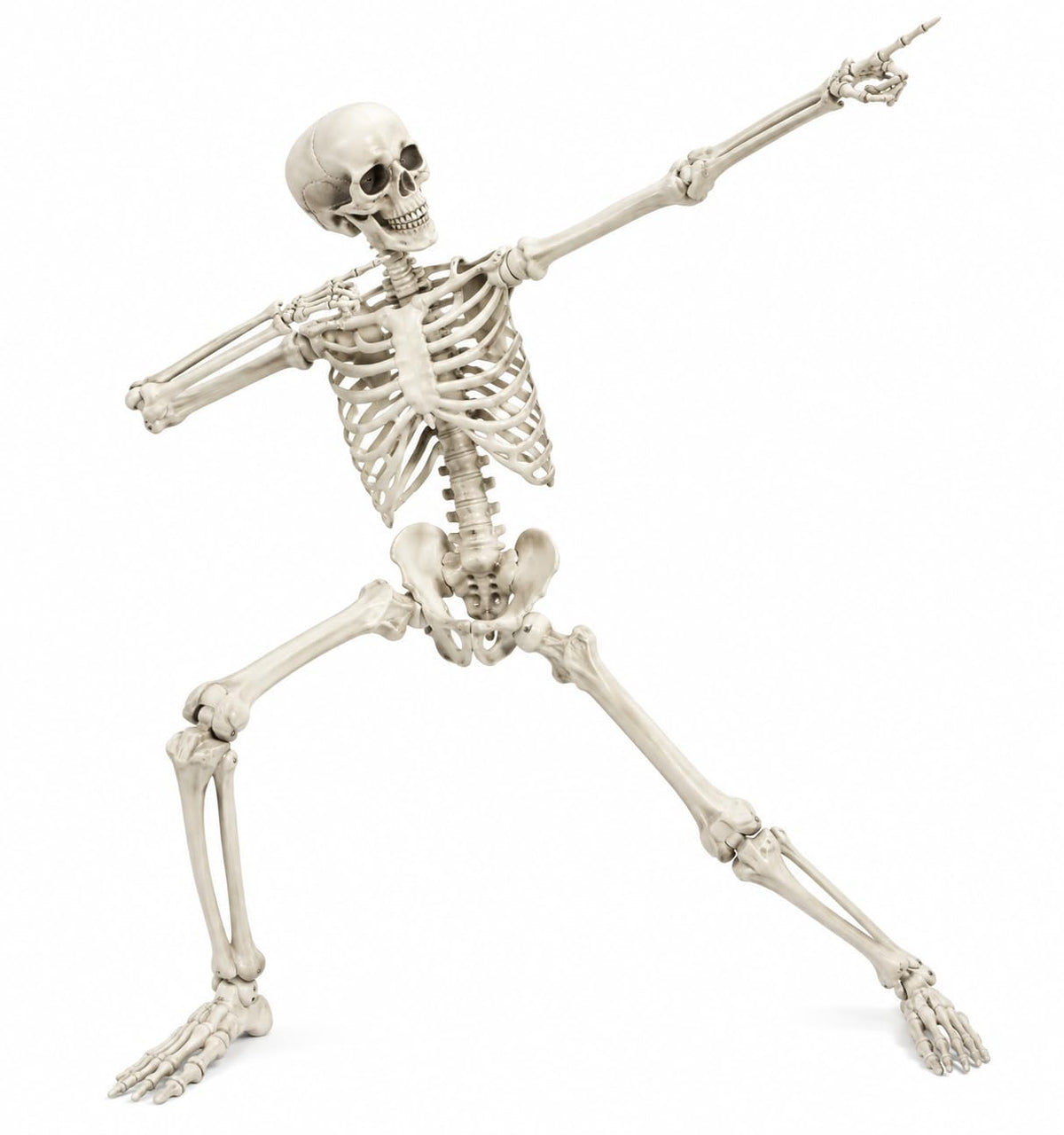 Life Size Poseable Skeleton Prop D2751