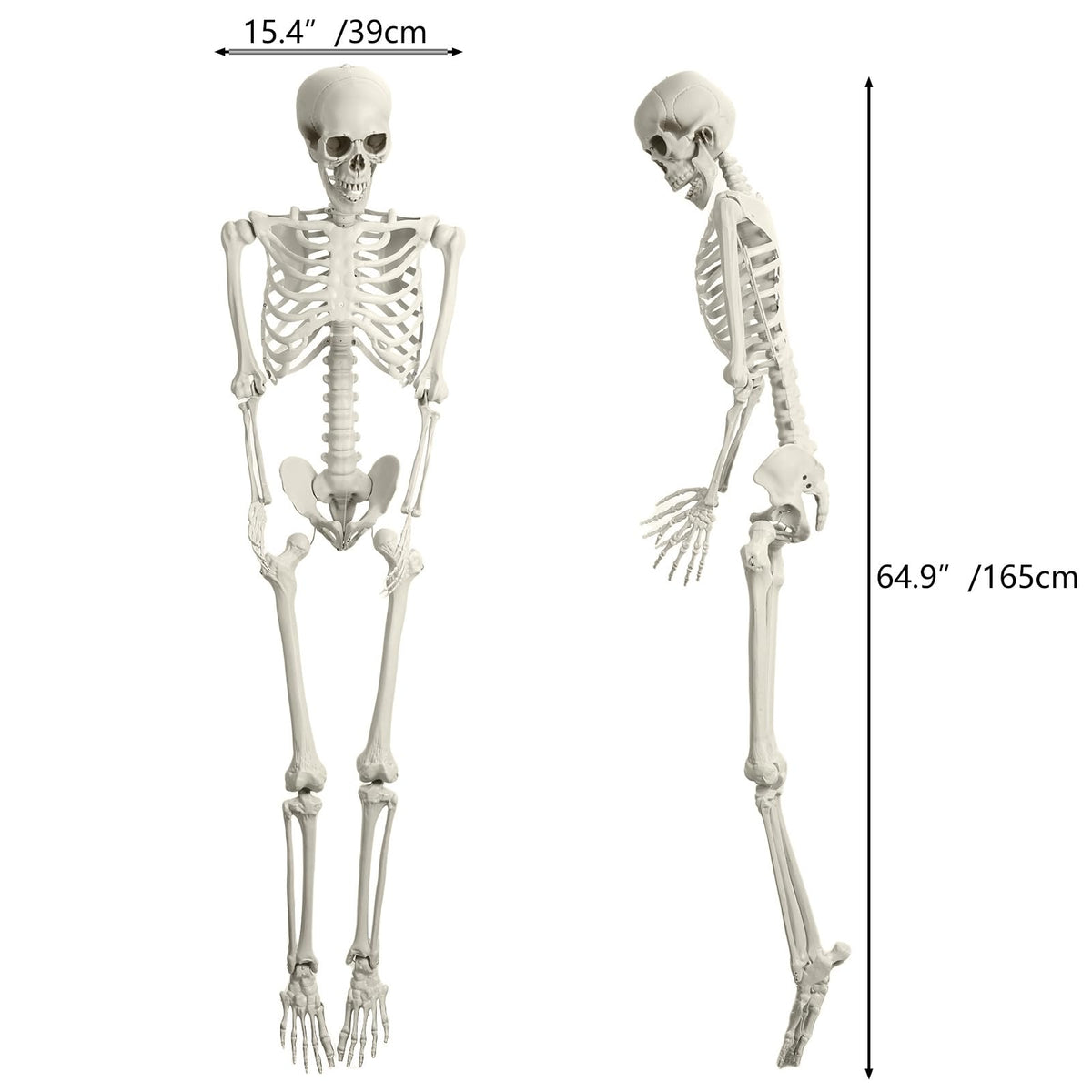 Life Size Poseable Skeleton Prop D2751