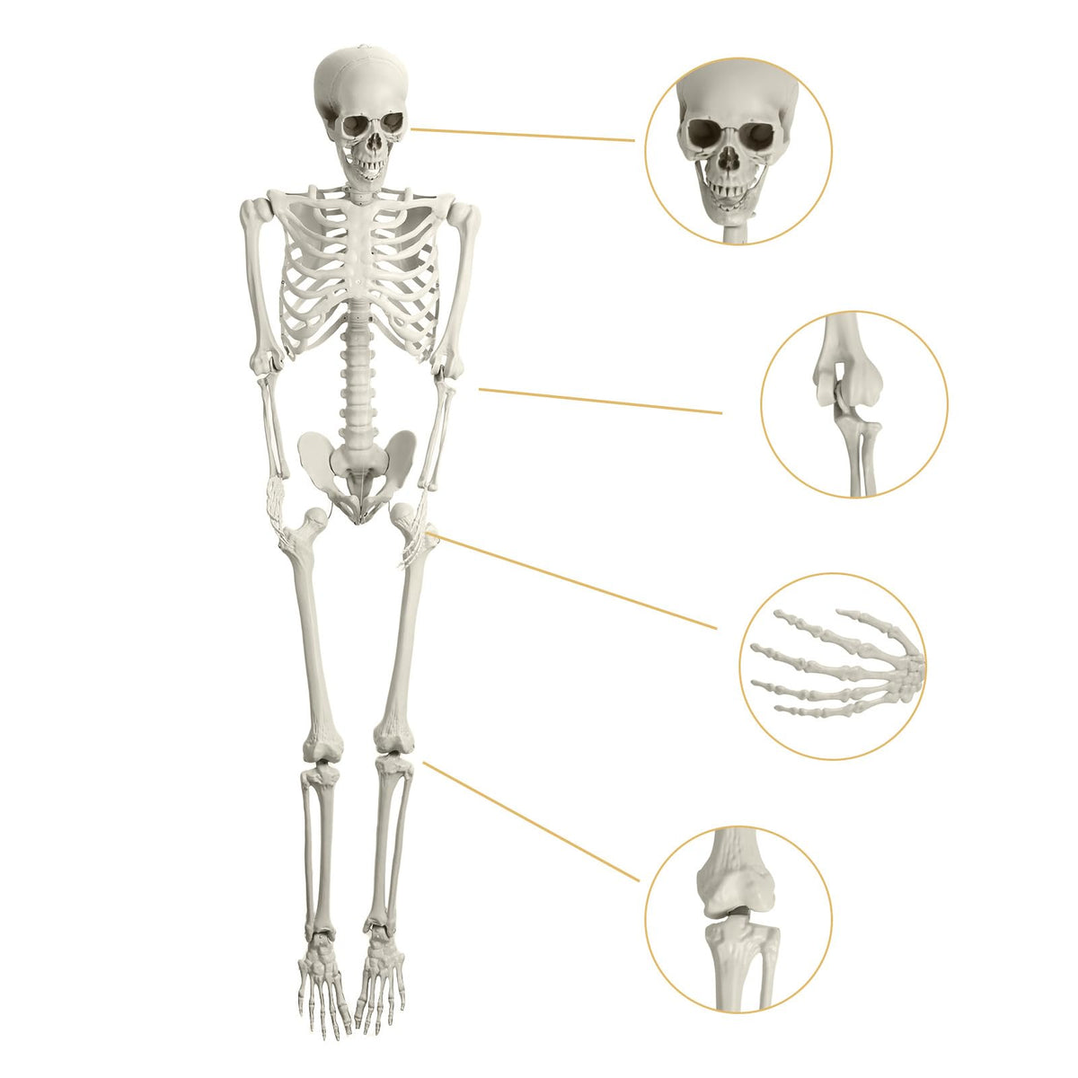 Life Size Poseable Skeleton Prop D2751