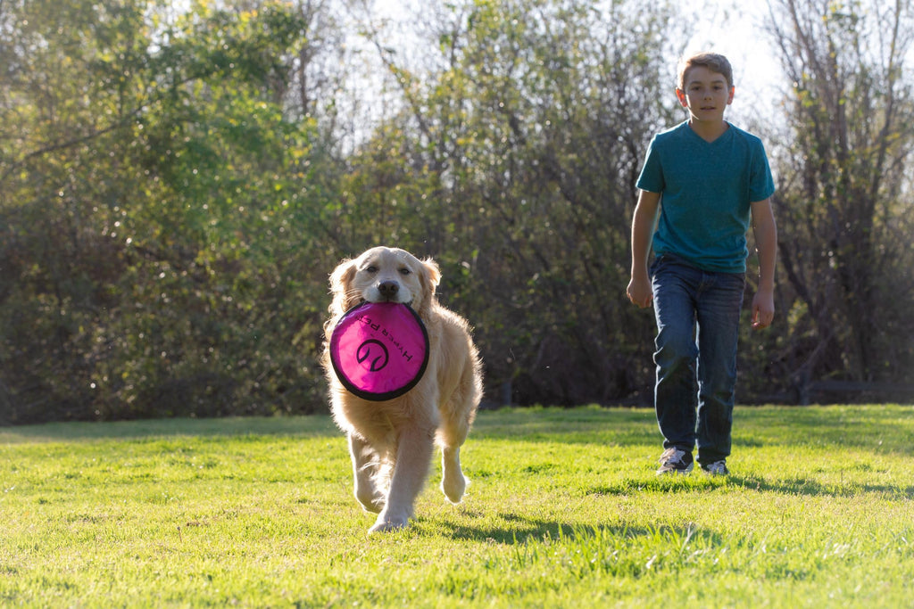 Soft Dog Toy Flying Disc 9 Inch 5 Pack J859614