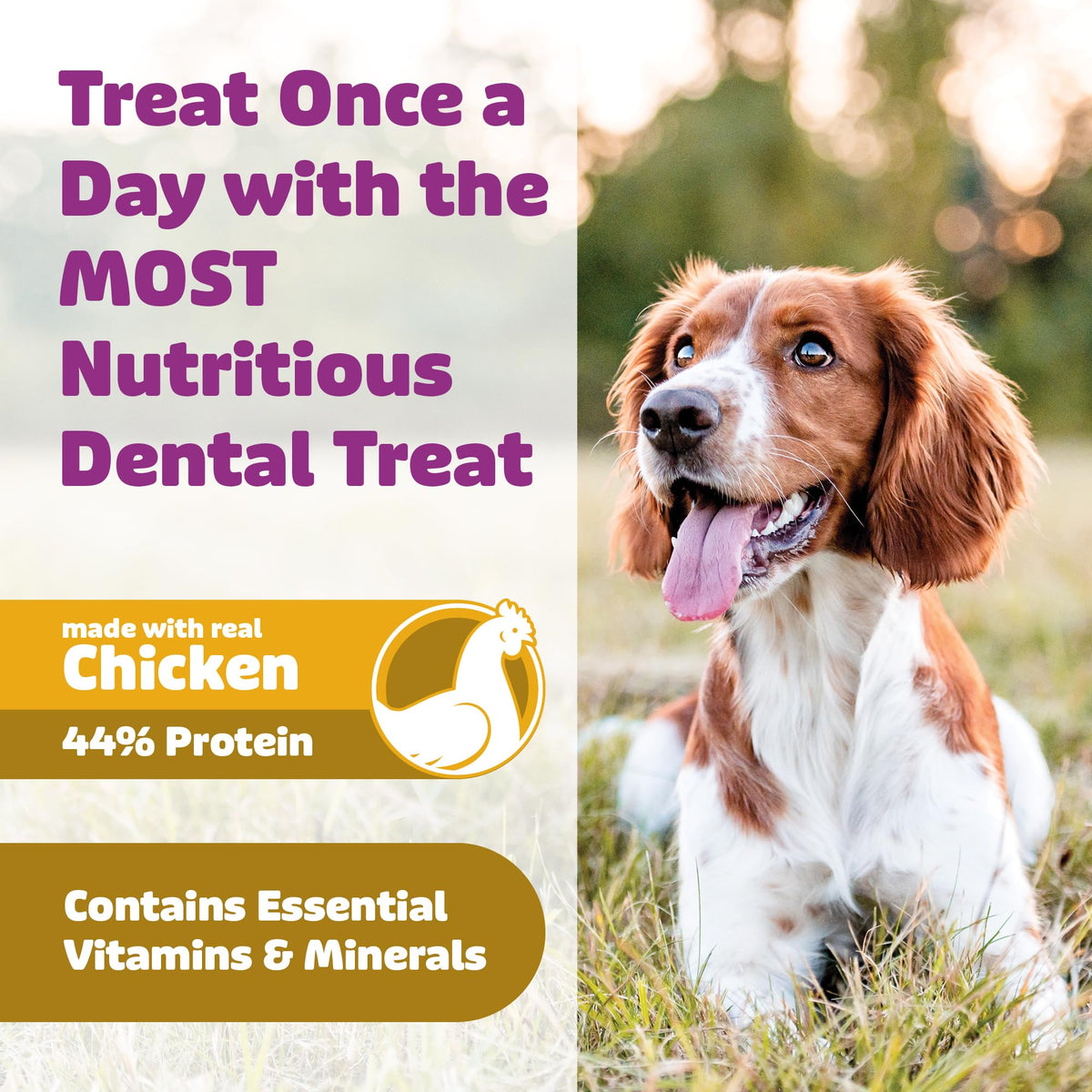 Chicken Dental Dog Treats 36oz 27 Count V75926