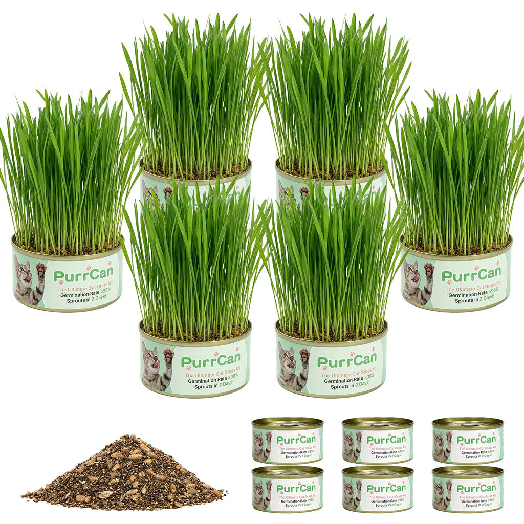 6 Cans Organic Wheat Cat Grass Growing Kit J463229