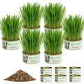 6 Cans Organic Wheat Cat Grass Growing Kit J463229