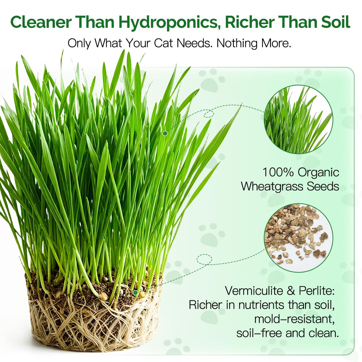 6 Cans Organic Wheat Cat Grass Growing Kit J463229